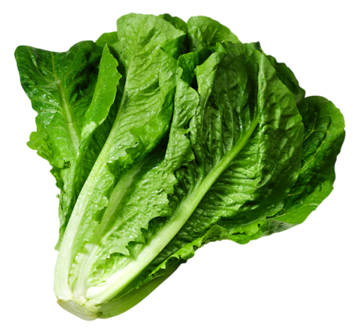 trellisbaymarket_lettuce