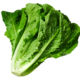 trellisbaymarket_lettuce