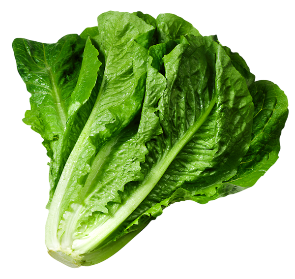 Romain Lettuce Single