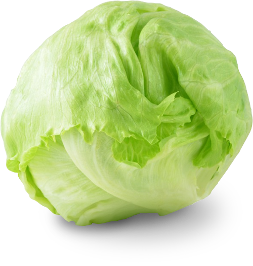 Iceberg Lettuce